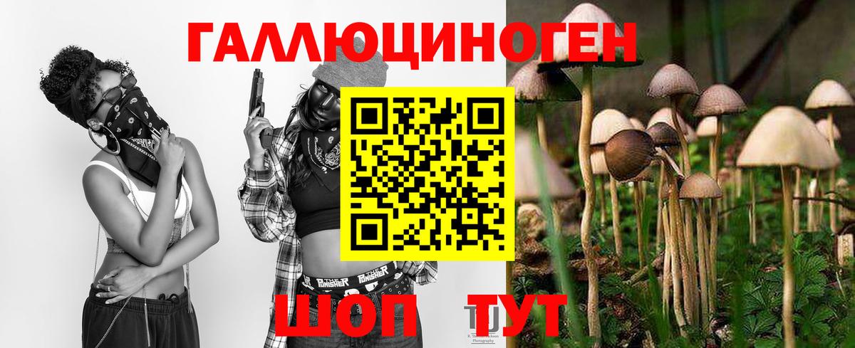 Выборг  Галлюциногенные грибы Cubensis  Вход с VPN 